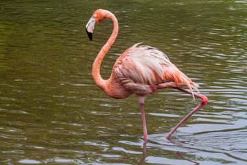 Flamingo on Palma island of San Bernardo archipelago, Colombia