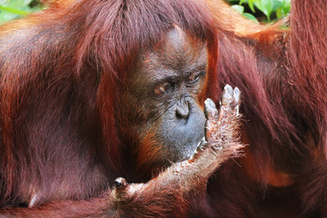 Eating orangutan in Borneo forest closeup of head.