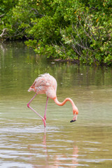 Flamingo on Palma island of San Bernardo archipelago, Colombia