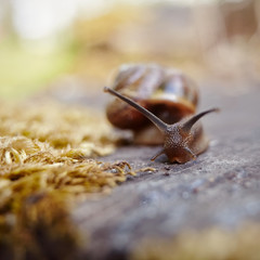 Small brown snail crawling