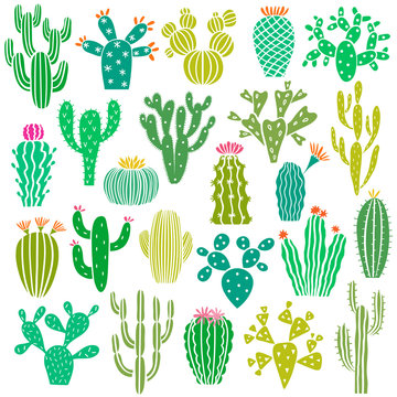 Cactus plant and flower vector set