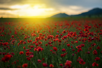 Plakat Poppy field at sunset
