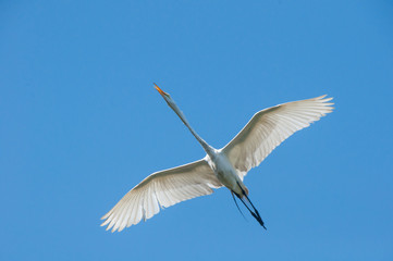 Great egret flies overhead with neck outstretched