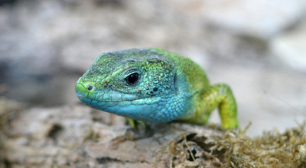 Leguan Eidechse Reptil