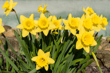 Blühende Narzissen im Sonnenlicht in einem Blumenbeet im Frühjahr