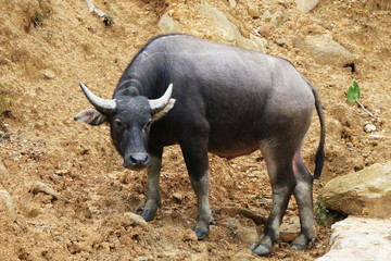 Obraz premium Black buffalo standing on brown soil. Vietnam, Southeast Asia.