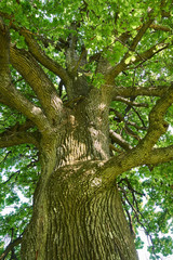 Big oak tree