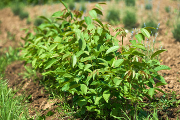 Small walnut trees in a nursery