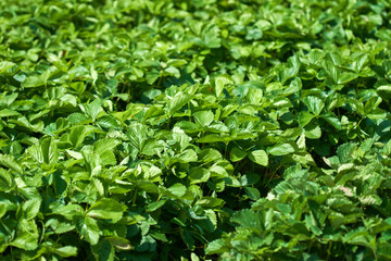 Rows on strawberry field