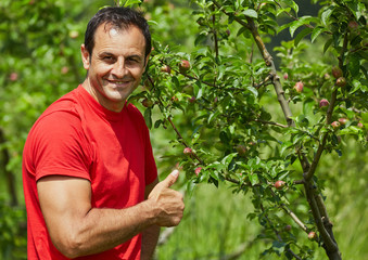 Farmer checking his apple trees