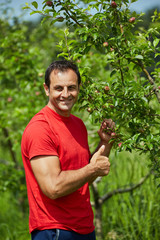 Naklejka na ściany i meble Farmer checking his apple trees