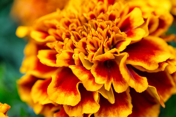 Blooming Tagetes flower close up. Nice natural background with selective focus