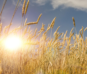 Ripe yellow field of wheat, at sunset cloudy sky. Space of the setting sun rays on the horizon on a rural meadow. Golden ears of wheat, nature Photo The idea of a rich harvest