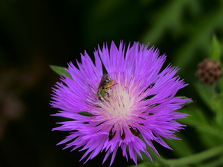 Beautiful Spring flowers,Close Up. In sepia,monochrome and natural color