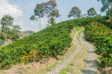 Fototapeta na wymiar Road through coffee plantantions near Manizales, Colombia