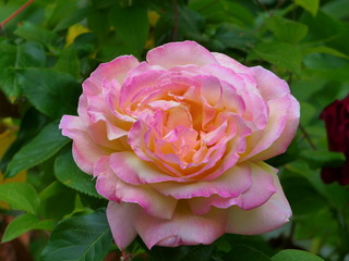 Beautiful Spring flowers,Close Up. In sepia,monochrome and natural color