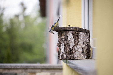 Little bird standing on a wooden nesting box