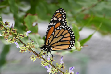 Butterfly 2017-66 / Monarch on a branch