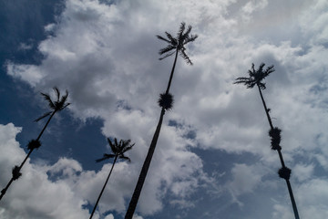 Tall wax palms in Cocora valley, Colombia.