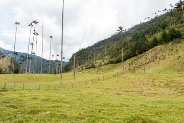 Tall wax palms in Cocora valley, Colombia