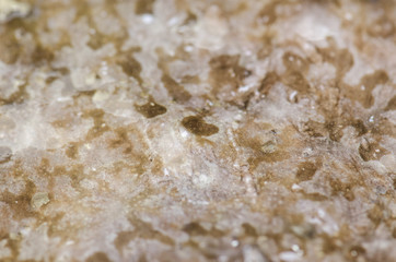 Picture of close up of skin fish, texture.