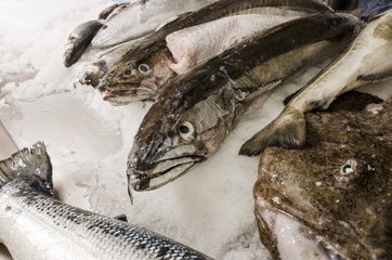 Fresh seafood on ice at the fish market