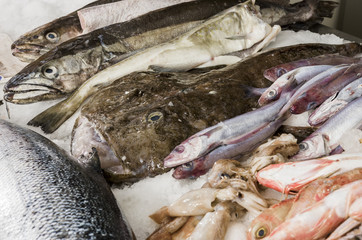 Fresh seafood on ice at the fish market