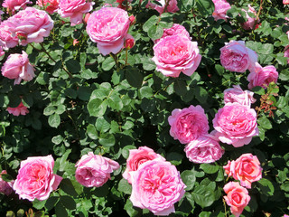 English roses garden in Sennan City, Osaka, Japan
