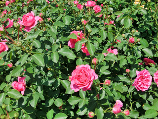 English roses garden in Sennan City, Osaka, Japan
