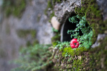  berry on a hole in the mossy wall 2