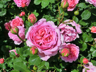 English roses garden in Sennan City, Osaka, Japan
