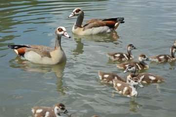 Nilgans-Familie (Alopochen aegyptiaca) bei der Futtersuche auf dem See