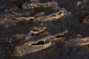 Alligator feeding frenzy.