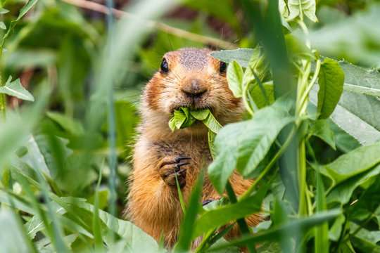 Gopher sits in the grass and eats