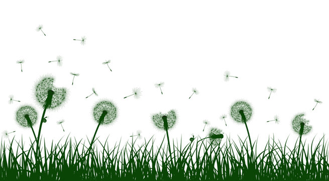 Fototapeta Green grass silhouettes with dandelion flowers, vector illustration.