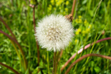 Mature fluffy white dandelionin in meadow. Delicate dandelion seeds. Wild flower in the meadow.