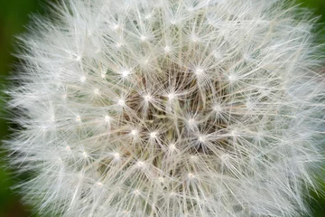 Fototapete Background of the head of a dandelion with seeds.  Delicate dandelion seeds. Wild flower in the meadow. © maestrovideo