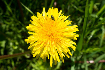 Yellow dandelion macro and sitting on it beetle. Nature and insects in the spring meadow. Floral meadow with dandelions.