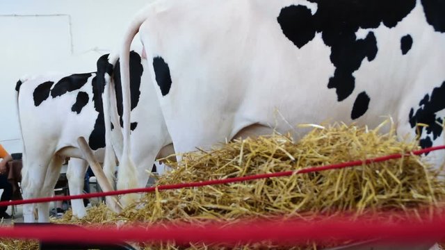 Black and white cows in a row, back side