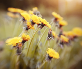 Blossoming of a yellow dandelion.