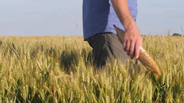Un homme traverse un champs de bl&eacute; en portant un pain
