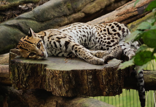 Ozelot Leipziger Zoo