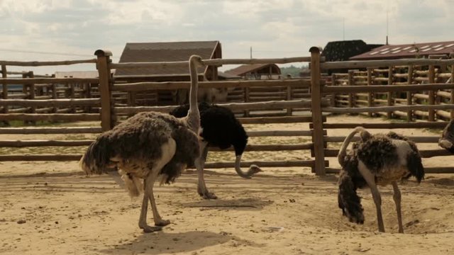 Walking ostriches behind the fence.Ostrich farm