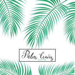 Fototapeta na wymiar Palm Leaves