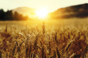 Barbes de blé avec lever de soleil. champ de blé lever du soleil