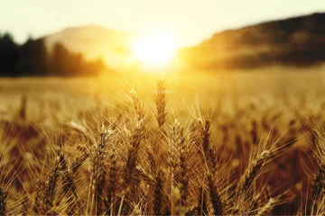 Photo sur Aluminium Campagne Barbes de blé avec lever de soleil. champ de blé lever du soleil