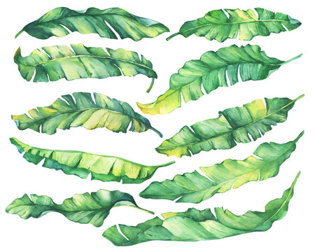 Big set exotic tropical banana green and yellow leaves.Watercolor hand drawn painting illustration, on white background.