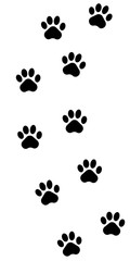 Fototapeta premium Animals footprints. Vector.