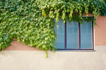 Window of an old vintage house covered with green ivy creeper plant. Toned image.