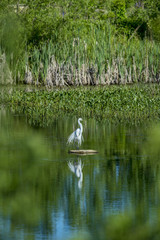 Wary Great Egret